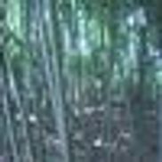 Bamboo Company Nursery