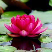 Lotus Life Coaching & Career Counseling & Wellness