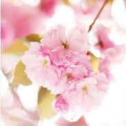 Buds&Blossoms Freelance