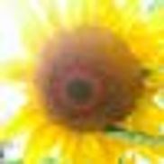 Carls Flower Company Inc