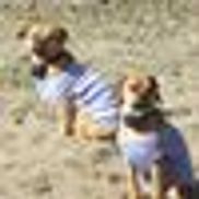 2Puggles