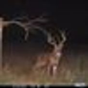 Cuddeback Digital