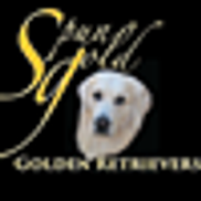 Spun Gold Golden Retrievers Harrison Area Alignable