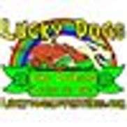 Lucky dog lure store coursing