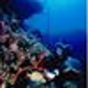 Orabella Scuba Adventures