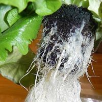 Green Mountain Hydroponic Garden Supply, Bennington VT