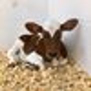 Pedernales Veterinary Center