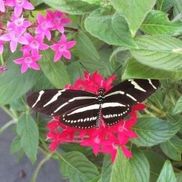 The Lower Keys Zebra Longwing Project