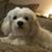 Ellen's Pooch Paradise