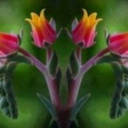 Financial Brokers Global, LLC