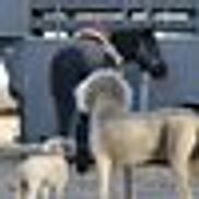 Valli's Pet and Livestock Sitting