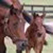 Stanley Meadows Farm