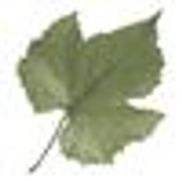 Global Wines, Inc.