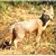 M.H. Wolfe and Associates Environmental Consulting, Inc.