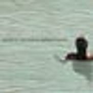 Crystal Tree Carpet & Flooring