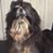 Ncb shih sale tzu