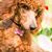 Sunset Maple Poodles
