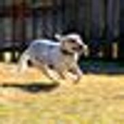 Castaways Pet Rescue