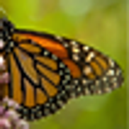 Wings of Hope Hospice, Inc.