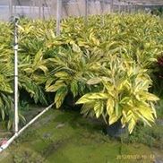 Just Big Stuff Nursery