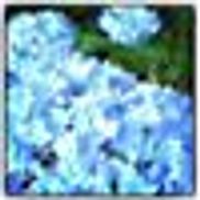 Cherry Pie and Roses