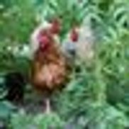 Currie's Farm Market