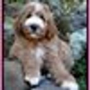 Southern 2024 charm labradoodles