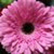 Allburn Florist