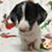 happy tails dachshunds