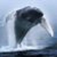 Mariner Cruises Whale and Seabird Tours