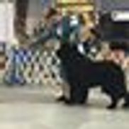 Pretty Pooch & Kitty Too!