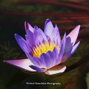 Wicked Munchkin Photography