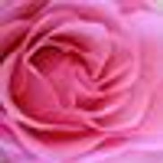 Maine Street Florist & Gifts