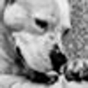 Ian Borgerhoff Photography