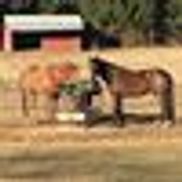 Nancy Lee DVM Equine Vet