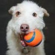 Creature Comforts Pawsitively Marblehead Alignable