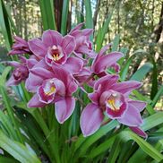 WISER Women Inner Strengths Events & Retreats, Ben Lomond CA