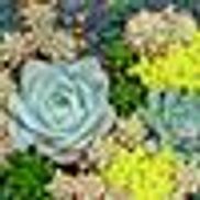 Heidi's Lifestyle Gardens
