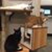 Lakemont Village Veterinary Hospital
