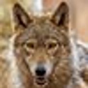 Adirondack Wildlife Refuge