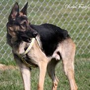 Indiana GSD & Siberian Husky Rescue Inc