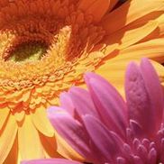 Stems Flower Shop