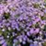 Colebrook Nursery