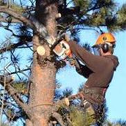 Evergreen Tree Service LLC