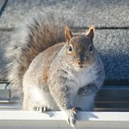 Cape Atlantic Wildlife Control and Removal Services , Egg Harbor Township NJ