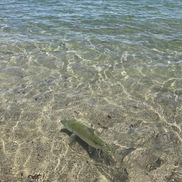 FLy Fish Hawaii