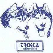 Troika Siberian Huskies