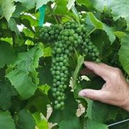 Pleasant HILL Vineyards LLC