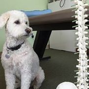 Cartagine Chiropractic and Wellness
