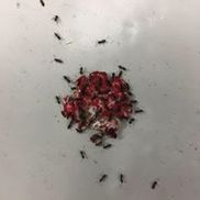 Pest Technologies Inc.
